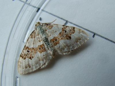 Silver-ground Carpet
